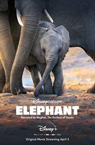 Elephant poster